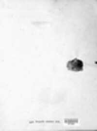 Parmelia ulothrix image